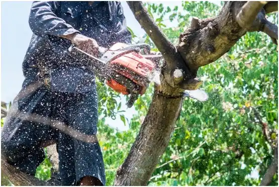 tree services Two Rivers